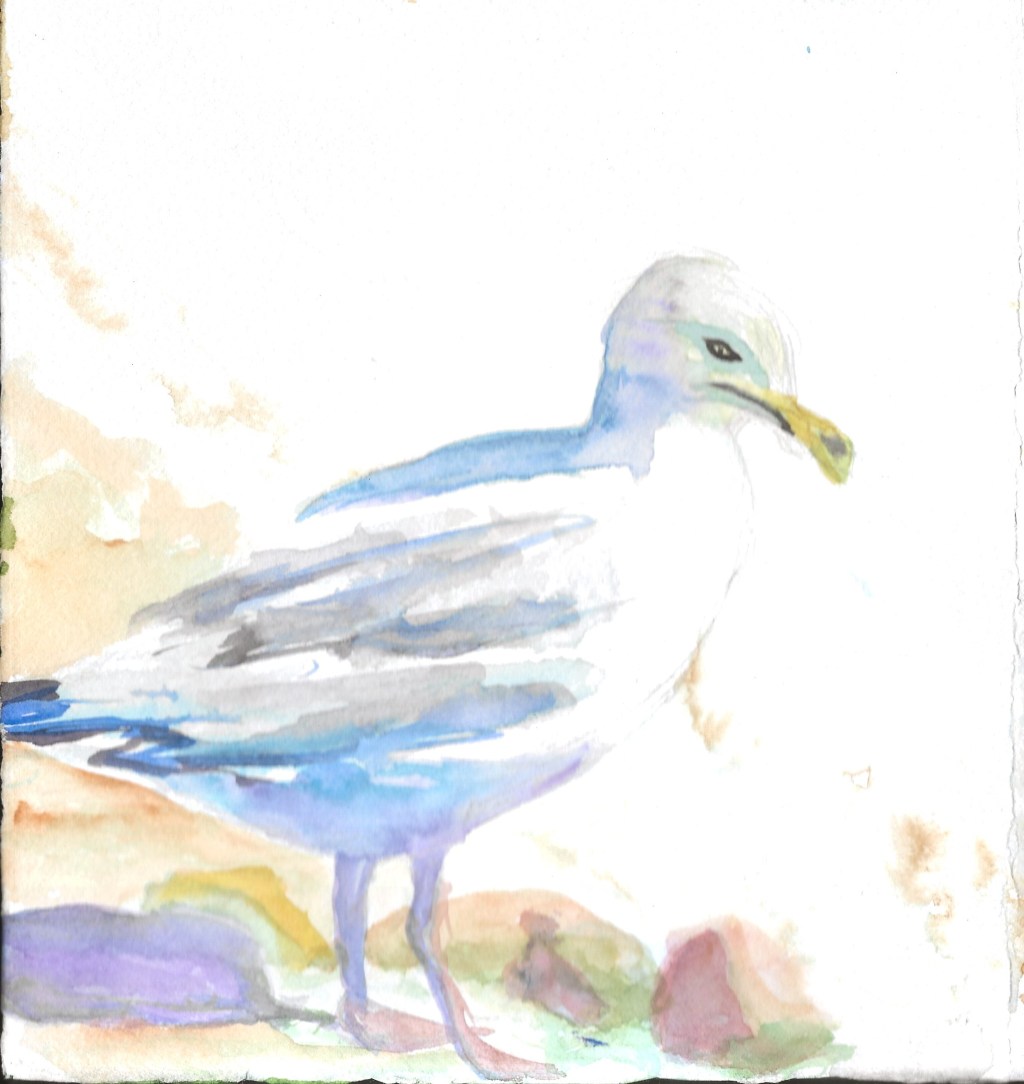 Seagull